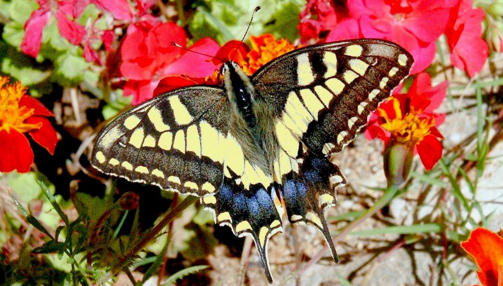 Swallowtail butterfly on marigold by Adrian Allain