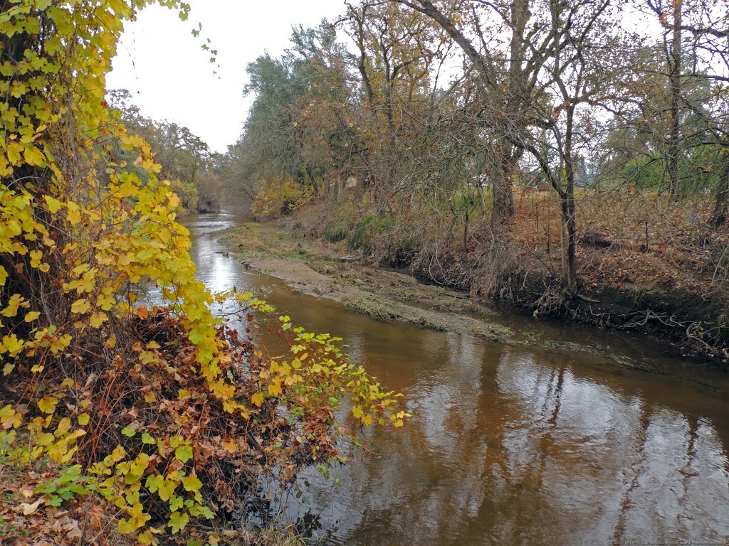 Yellow Leaves on Vines, Dry Creek by Steve Schmorleitz, NationalParkLover.com