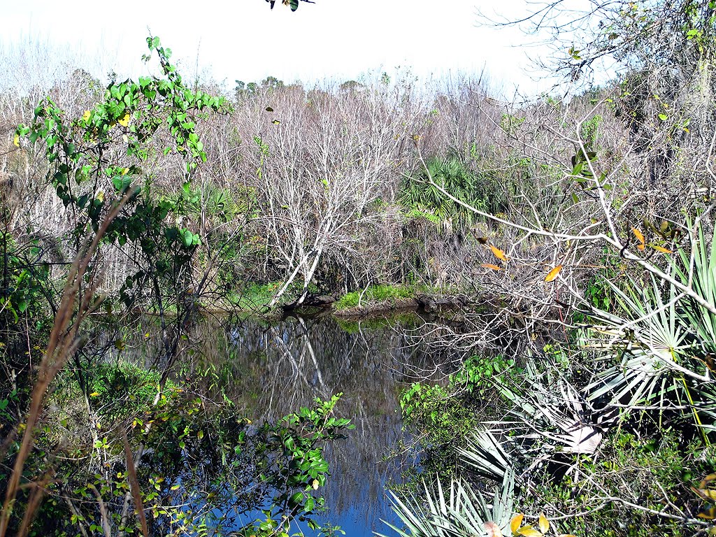 View of Turkey Creek by Tom Choma