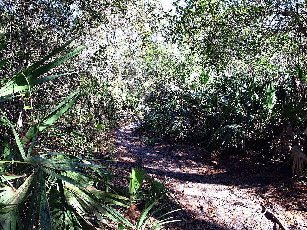 Winding Trail by Tom Choma