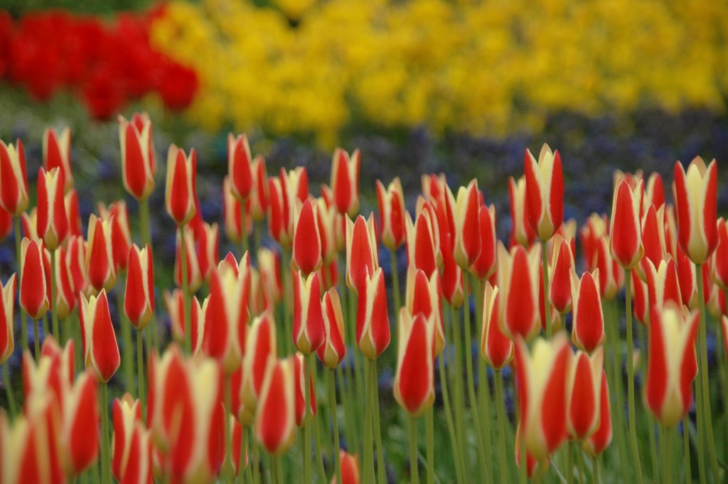 Tulips by Zoltan Muzsik