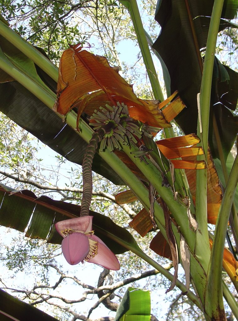 Banana plant in the gardens by thefeiertags