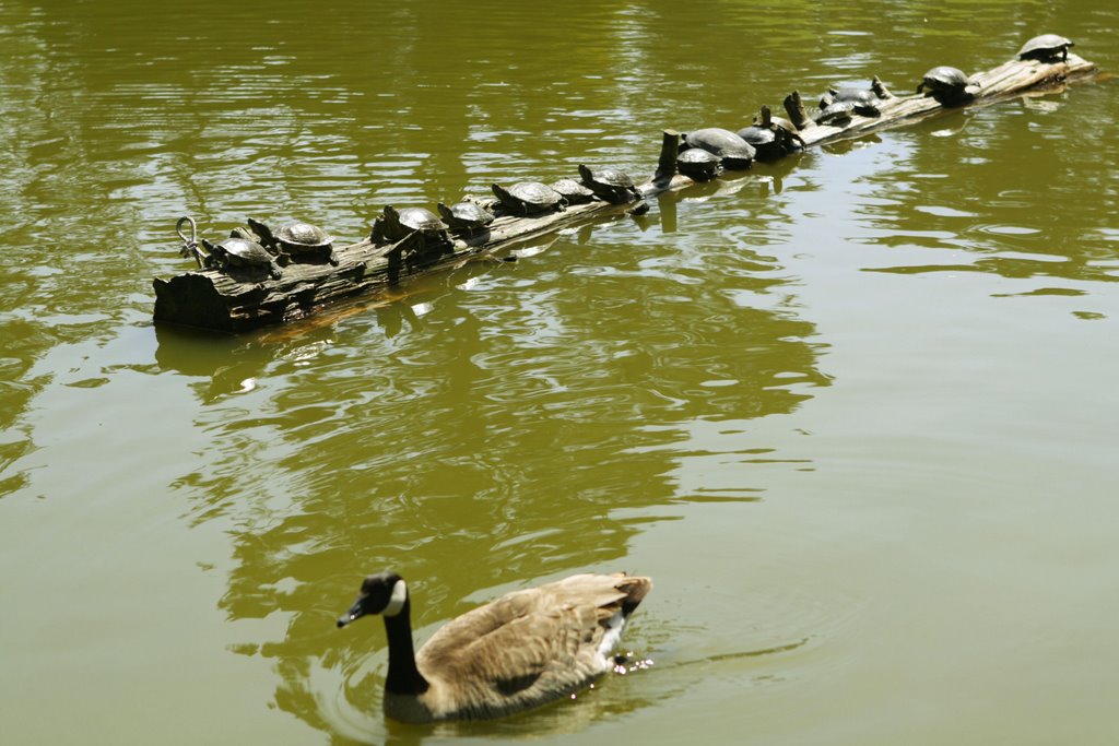 Turtles & duck at Stow Lake by Rosencruz Sumera