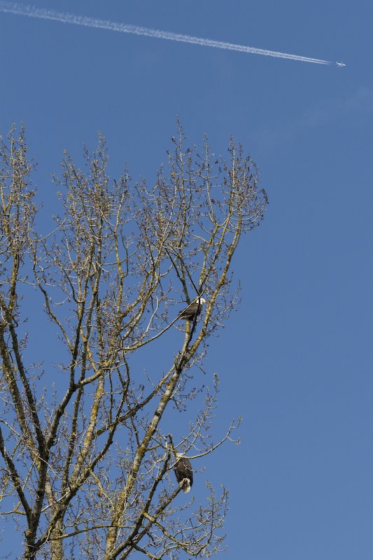 Eagles at Mill Lake by jawa350hotmailcom