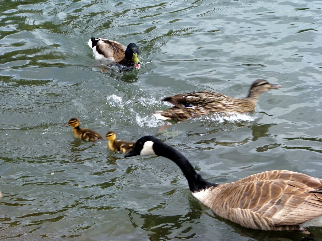 Mallard Ducks Protecting Ducklings from Canada Goose by Chuck Gardner