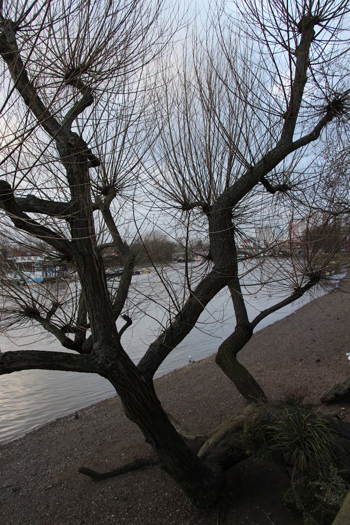 LB - Naked trees by the Thames in winter by Boettner