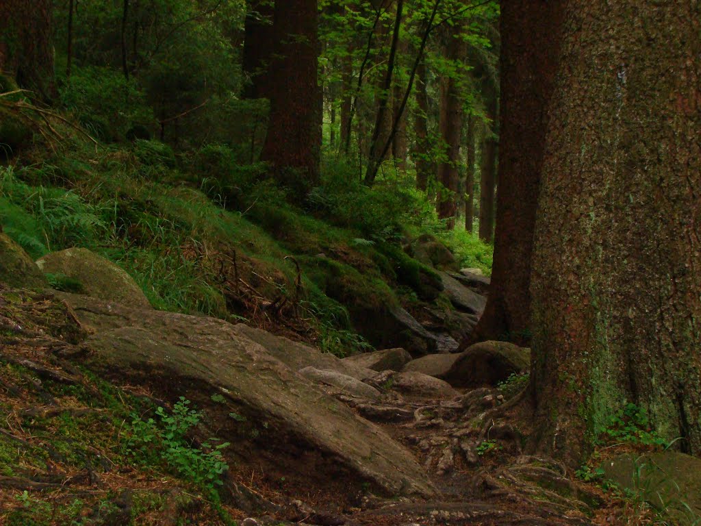 Harz Juli 2013 by DortmundWestfalica