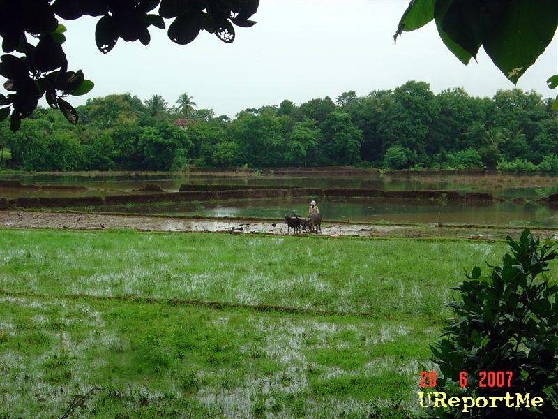 Farmer at work in mansoon (Tenka Yekkar) by UReportMe