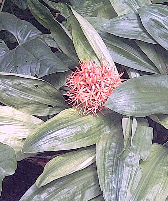 PLANTS IN THE PALM HOUSE by CLIVE BAILEY