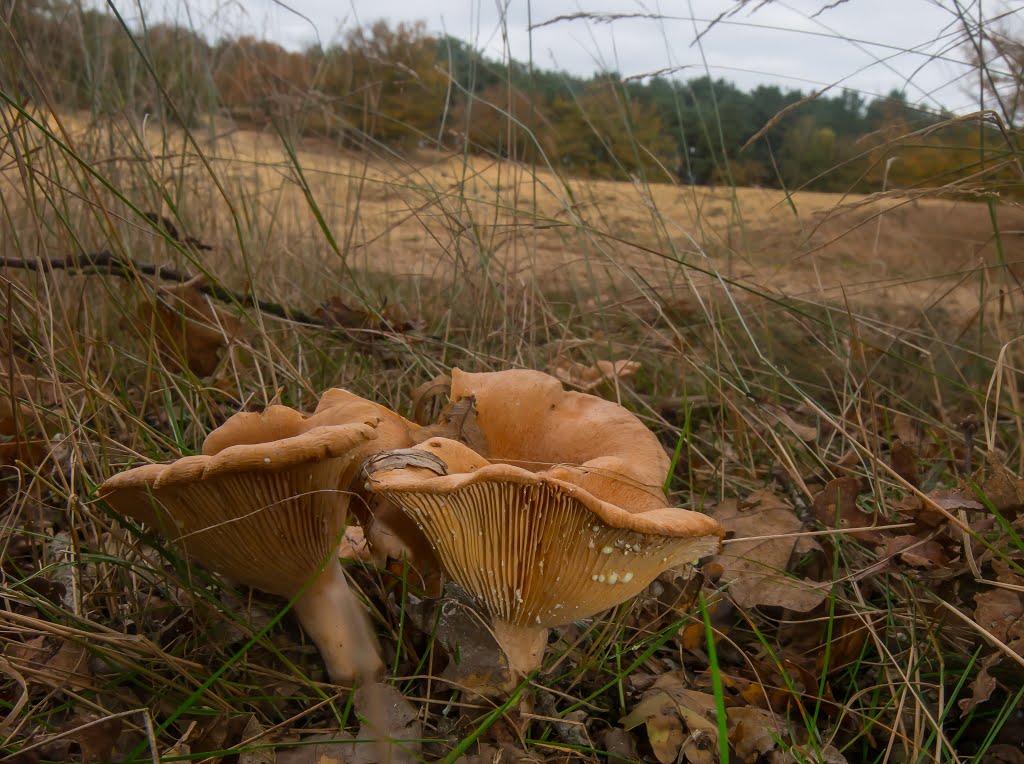 Paddenstoelen,Duinen,Hechtel,België by Henri Van Ham