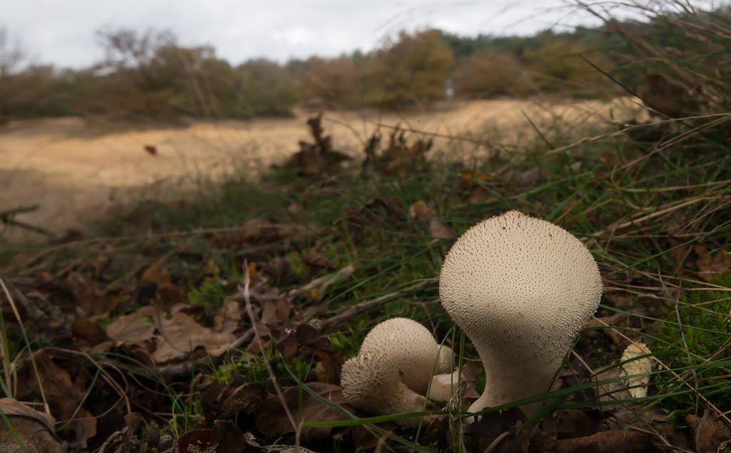 Paddenstoelen,Duinen,Hechtel,België by Henri Van Ham