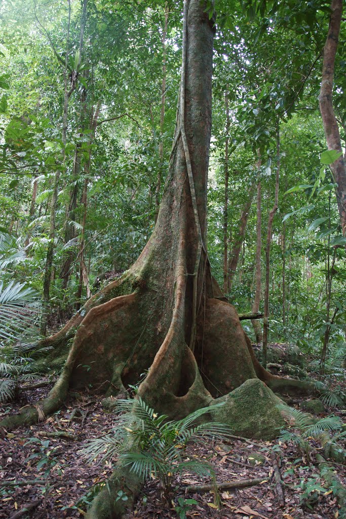 Mossman Gorge QLD by Robert Beckers