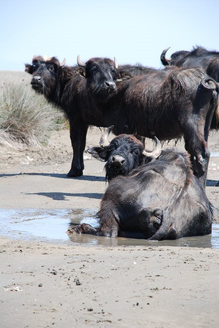 Water Buffalo - MianKaleh by Arefoddin Ebrahimi