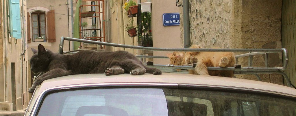 Cats in Place Basse by ixobel