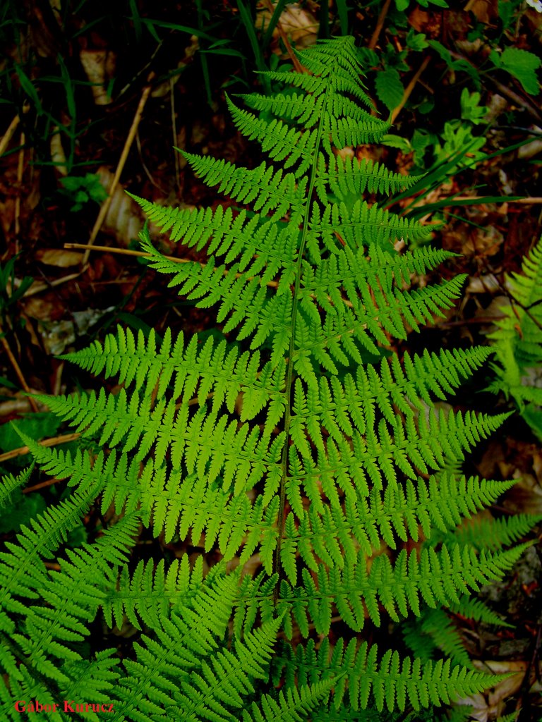 Hölgypáfrány (Athyrium filix-femina) (Frond of Lady Fern) by Gábor Kurucz