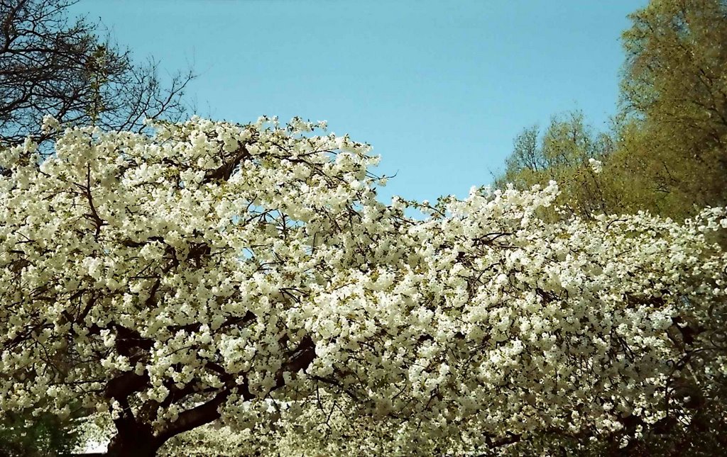 Netherlands, Lisse, Keukenhof, April 1996 by senna3