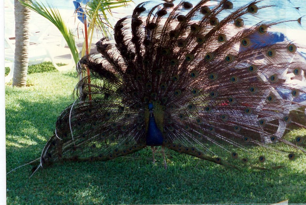 Peacock In Full Color by Frank11