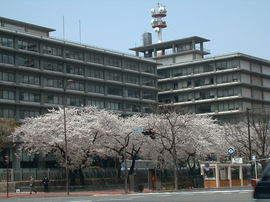 Cherry blossoms in front of MOFA,Chiyoda ward　外務省前の桜（東京都千代田区） by butch24h