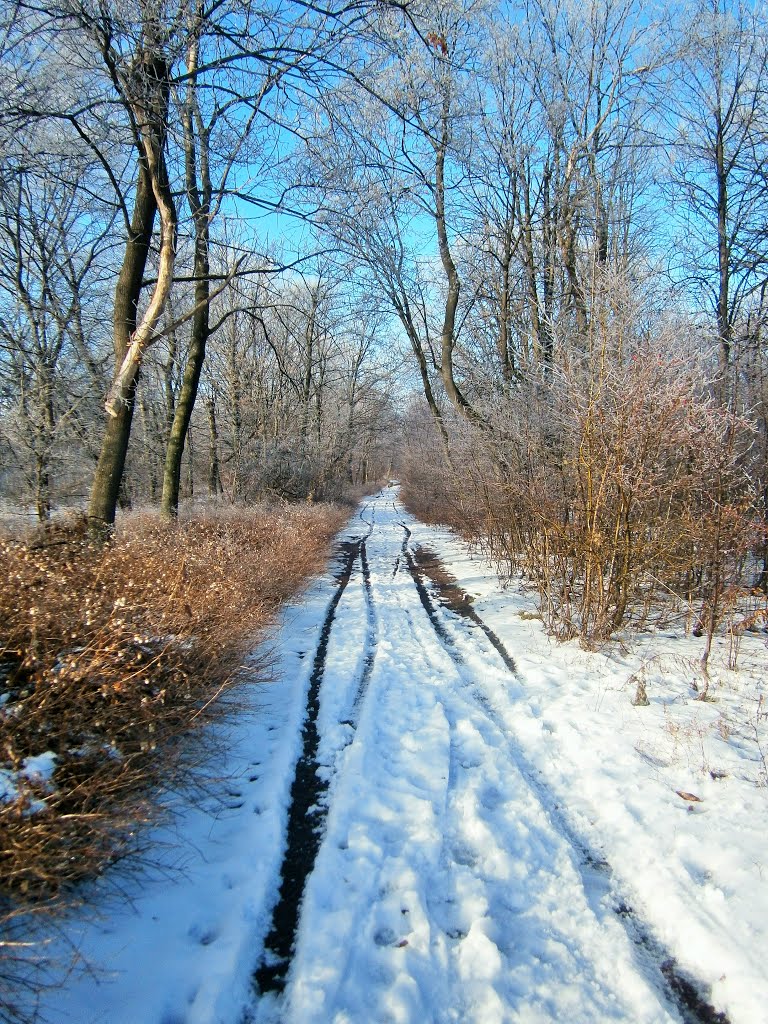 Петровское. Дорога в парке / Petrovskoe. Road in the park by Людмила Гончарова