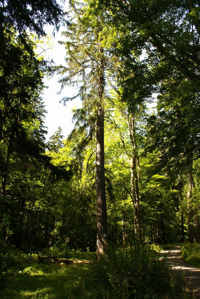 Talwächter (Harz) by Altmeister