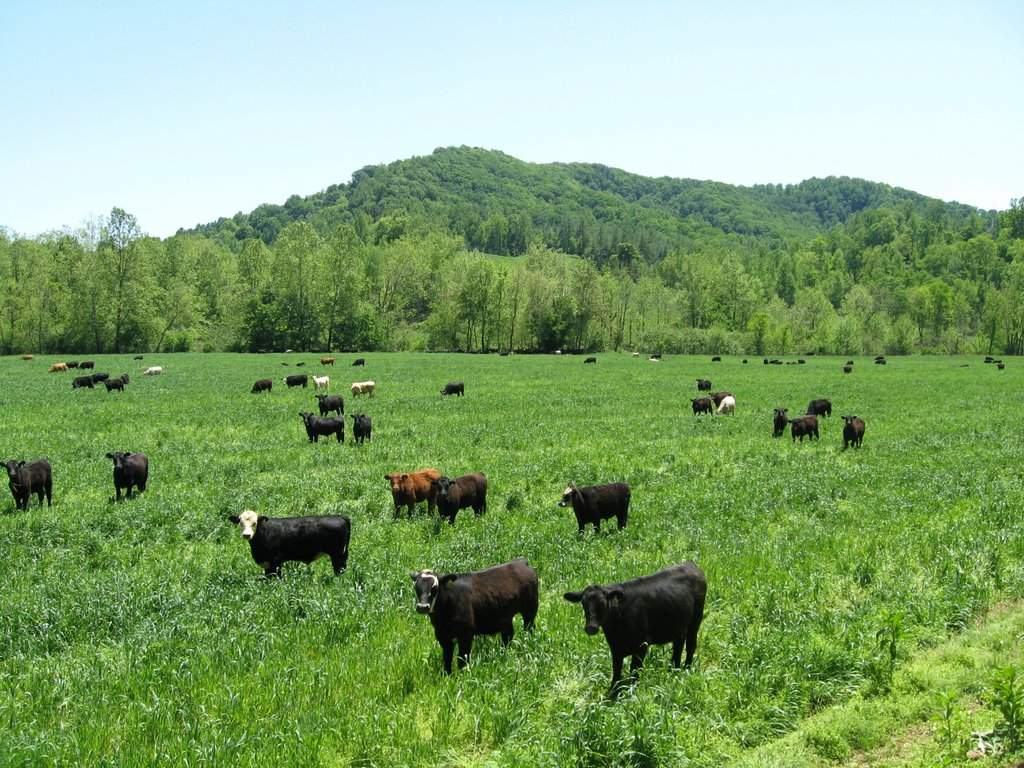 Commanding the Attention of Many Cows by Idawriter