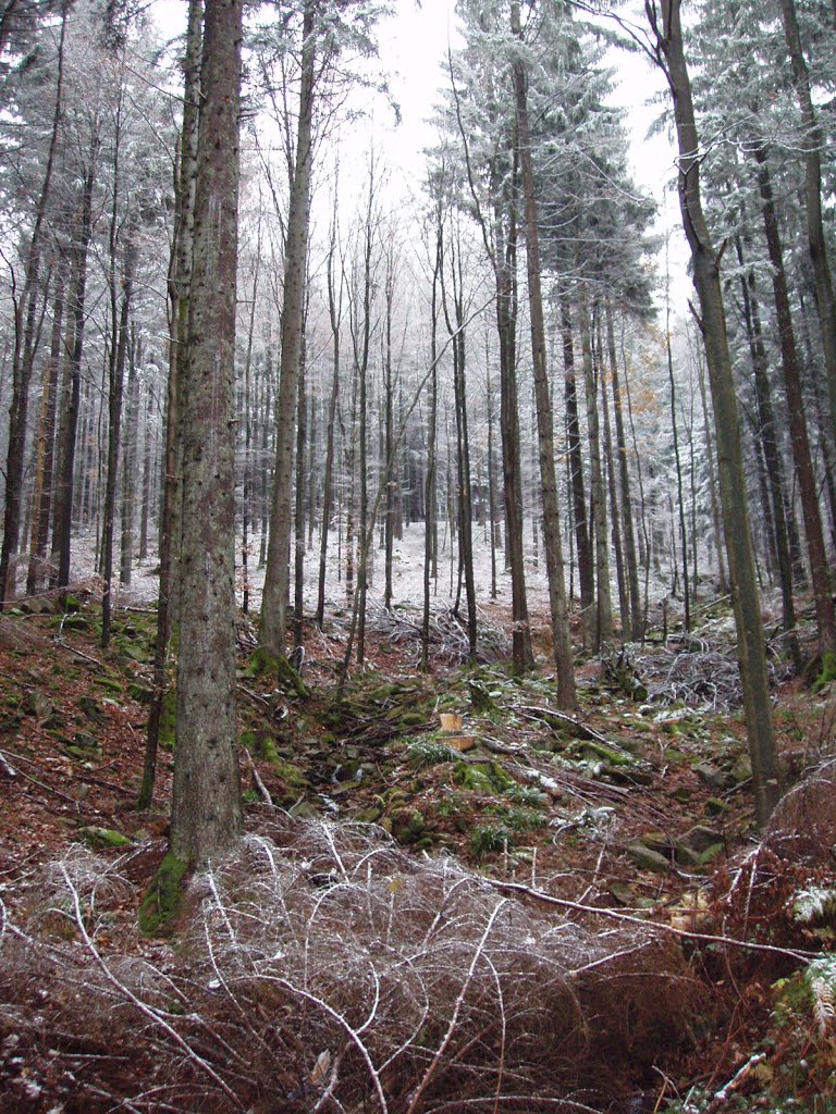 Winter snow Lauf wetterphänomen Black Forest Germany by Dietrich Weisenborn