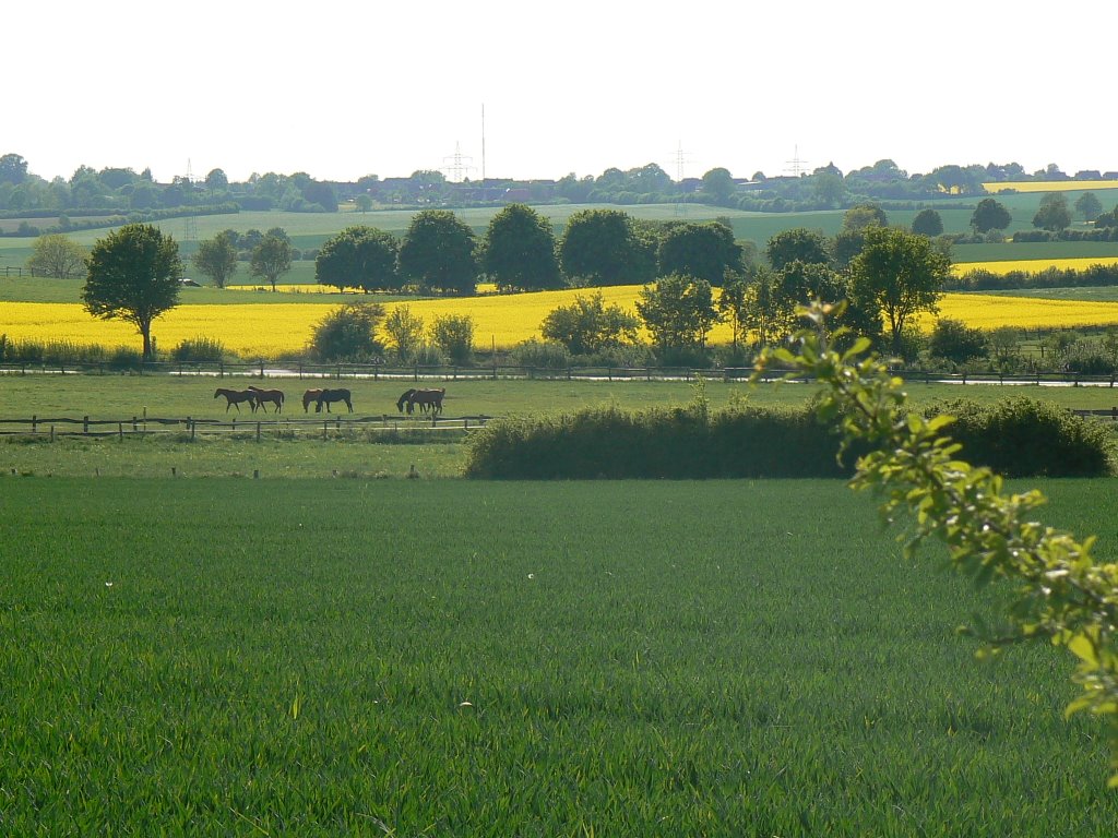 Wiesen und Felder mit Pferden by buwi