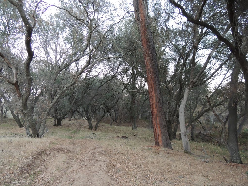 Dirt Trail on West Side of Secret Ravine Creek, Roseville, CA by Steve Schmorleitz, NationalParkLover.com