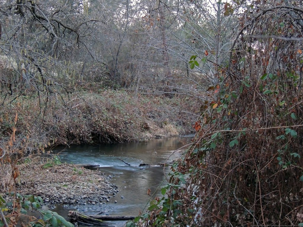 Secret Ravine Creek Banks are thick with thorny vines, Roseville, CA by Steve Schmorleitz, NationalParkLover.com