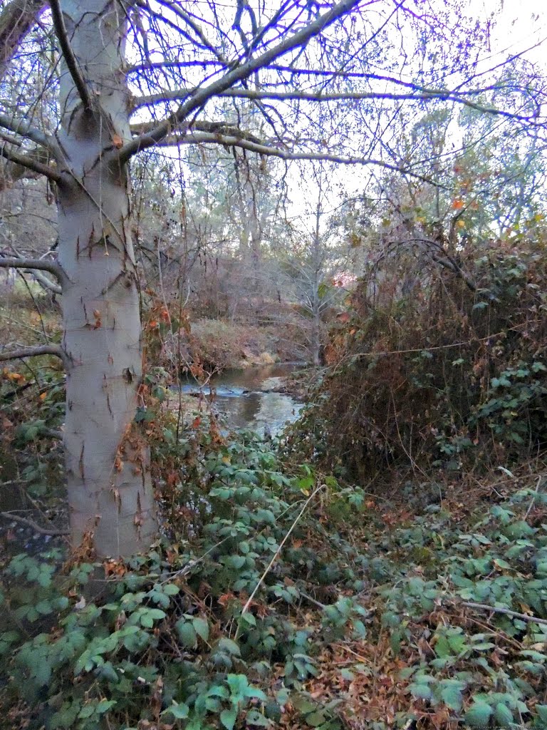 Secret Ravine Creek, Roseville, CA by Steve Schmorleitz, NationalParkLover.com