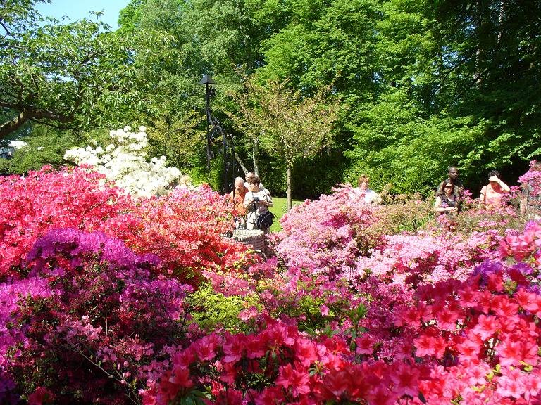 'Azalea's' Keukenhof Lisse by Jannes Aalders