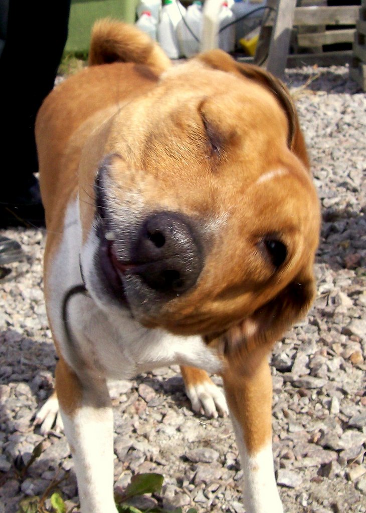 Peppe (Basenji) by Spacebug