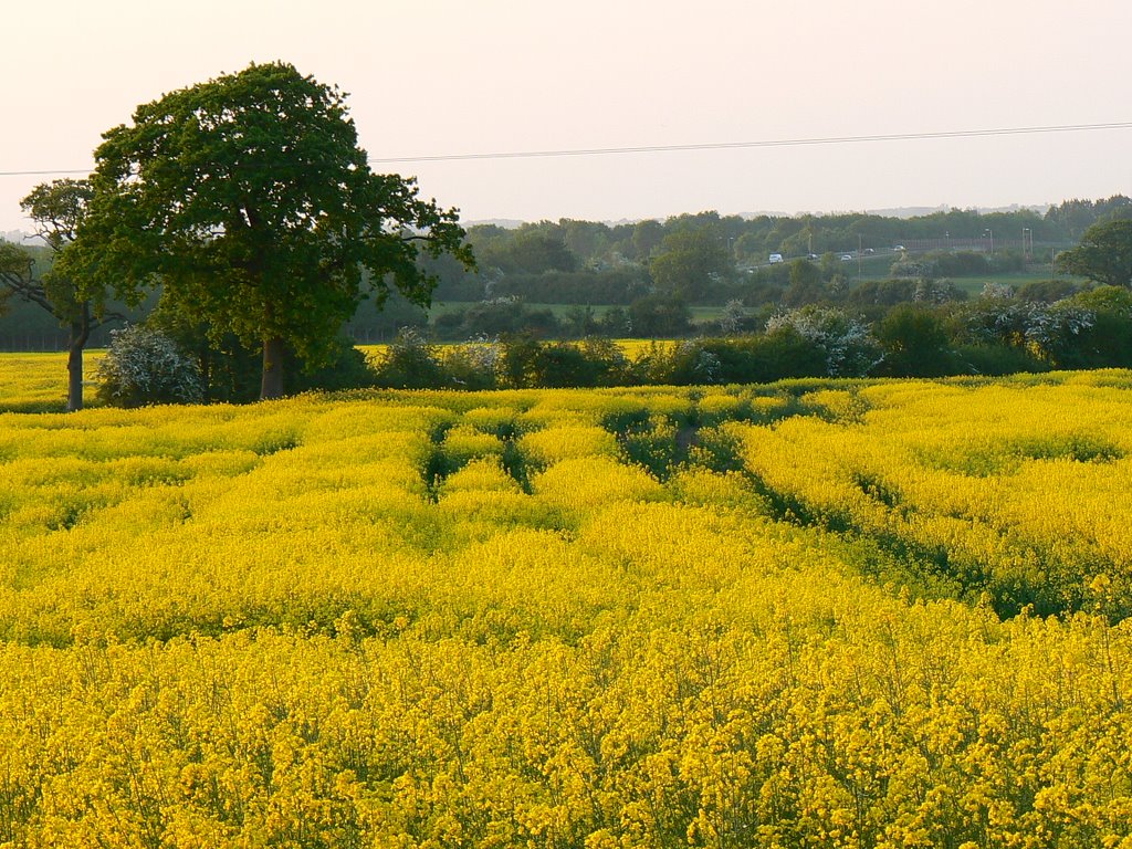 Oilseed crop, Swindon by Brian B16