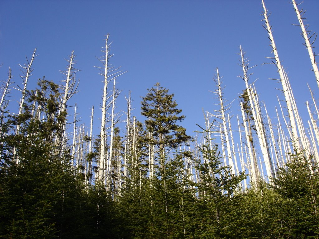 Trees at Clingmans Dome by jwill