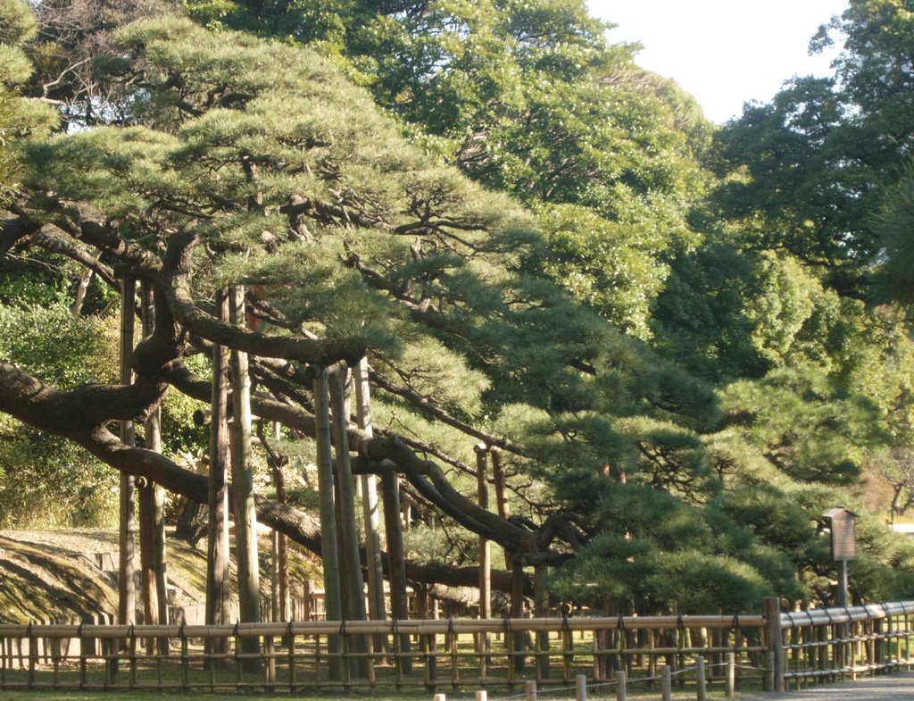 Hamarikyu garden　浜離宮庭園 by butch24h