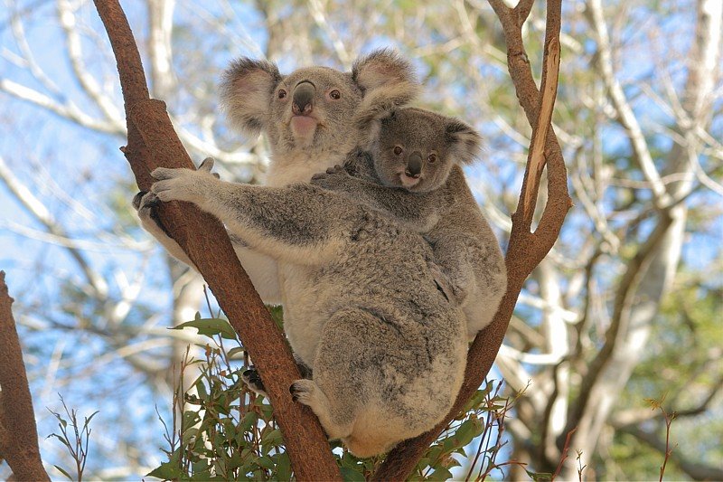 Koala forest 1 by furitora