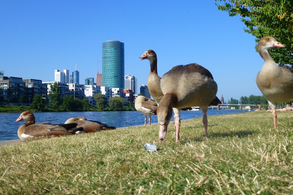 Watching the wildlife along the River Main by Jürgen Weighardt