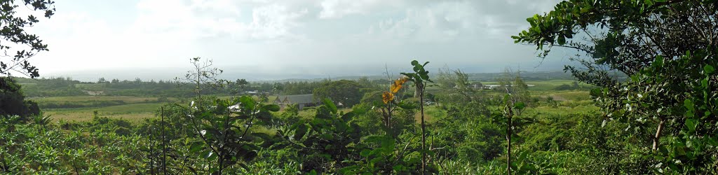 Panorama view from the Barbados Wildlife Reserve by Petteri Kantokari