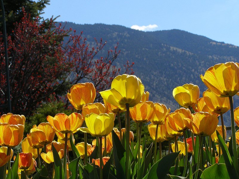 Spring Tulips in Cawston by bryansmith