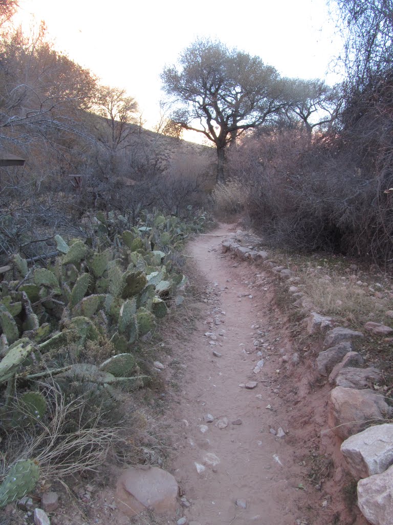 Gnarled Trees Silhouetted Against The Sky And Trailside Cacti In The Grand Canyon Arizona Jan '14 by David Cure-Hryciuk