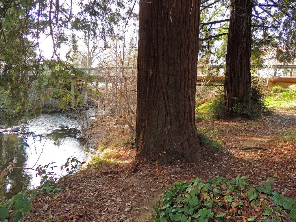 Dry Creek Cedars by Steve Schmorleitz, NationalParkLover.com