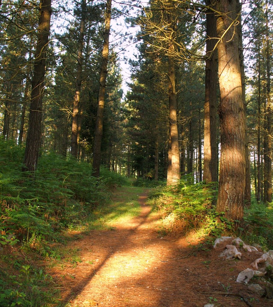 LOS CAMINOS DEL BOSQUE by xabijavi