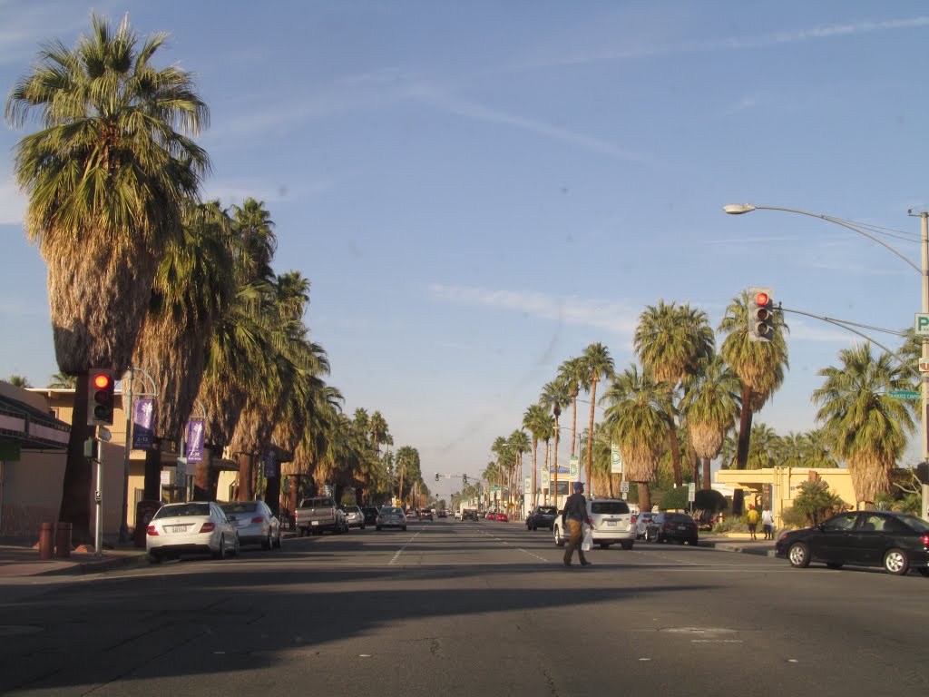 A Long Line Of Palm Trees In Palm Springs California Jan '14 by David Cure-Hryciuk