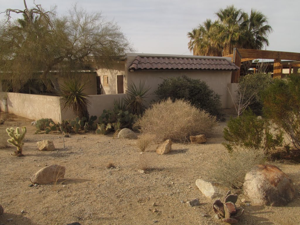 Cacti And Palm Trees In Twentynine Palms California Jan '14 by David Cure-Hryciuk