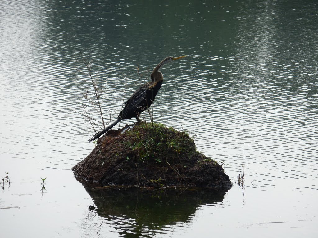 Water Bird @ Pilikula by happyrakesh