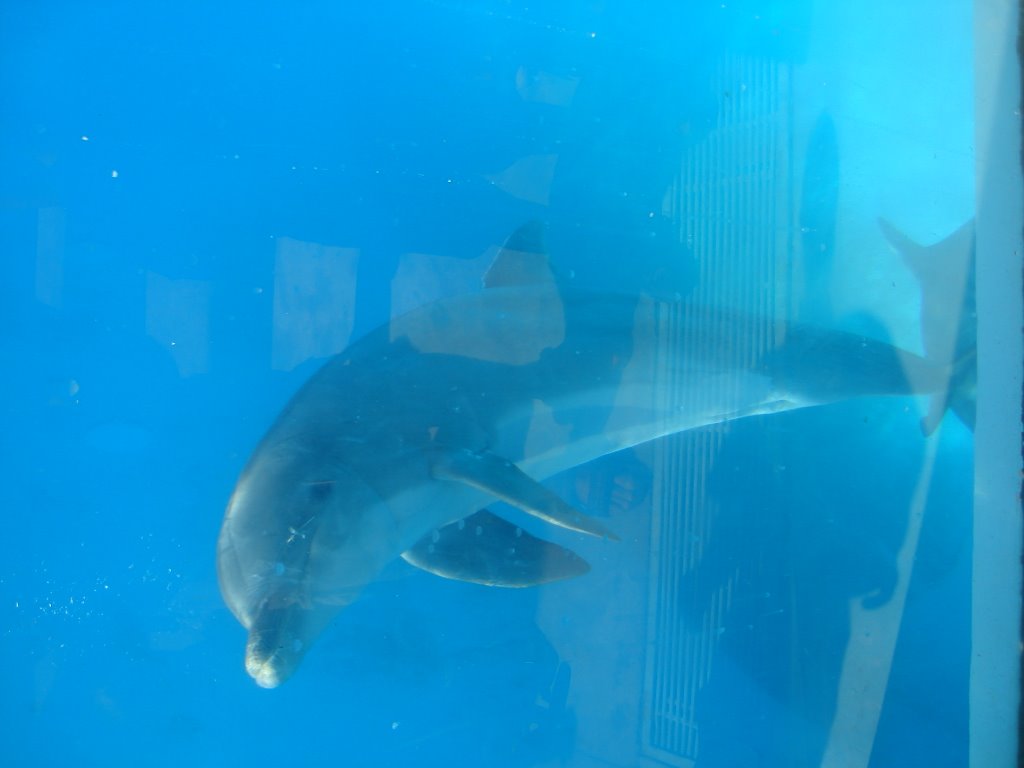 Mar del plata aquarium by quintoa