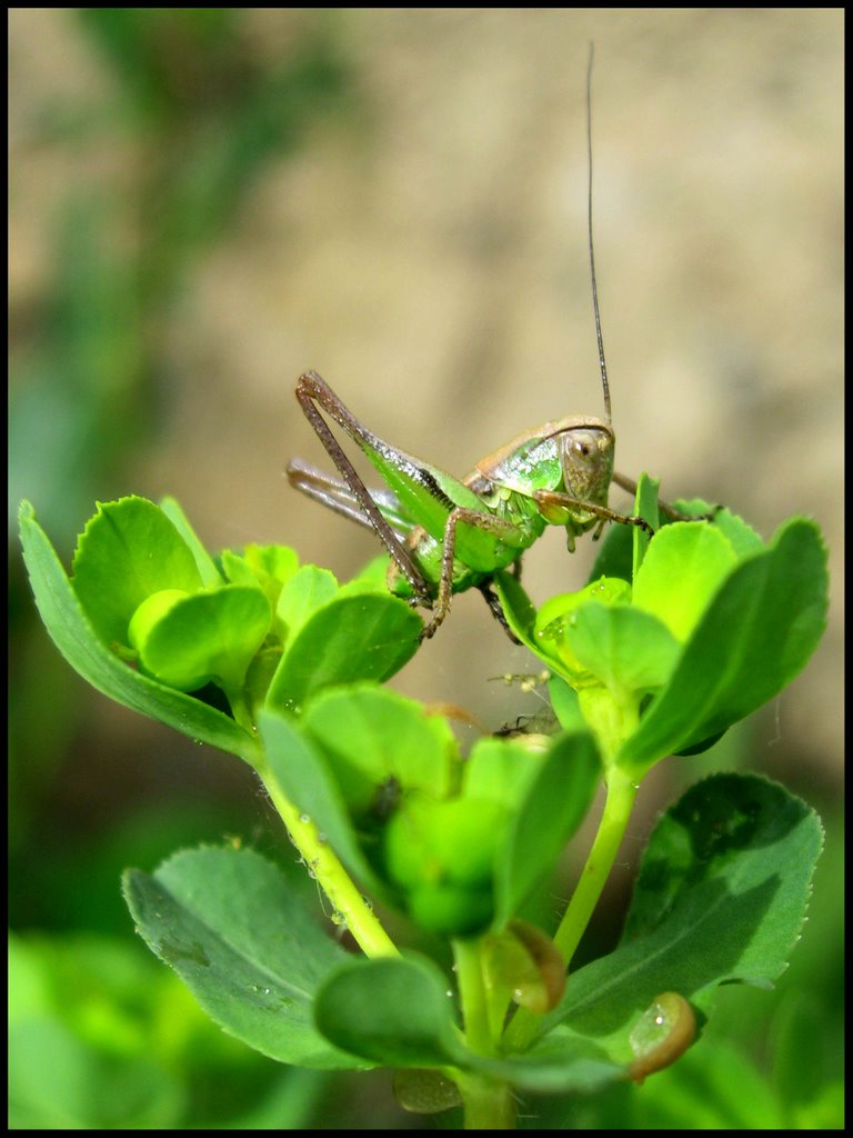 Sauterelle euphorbisée by Zoom by D.Bertizzolo