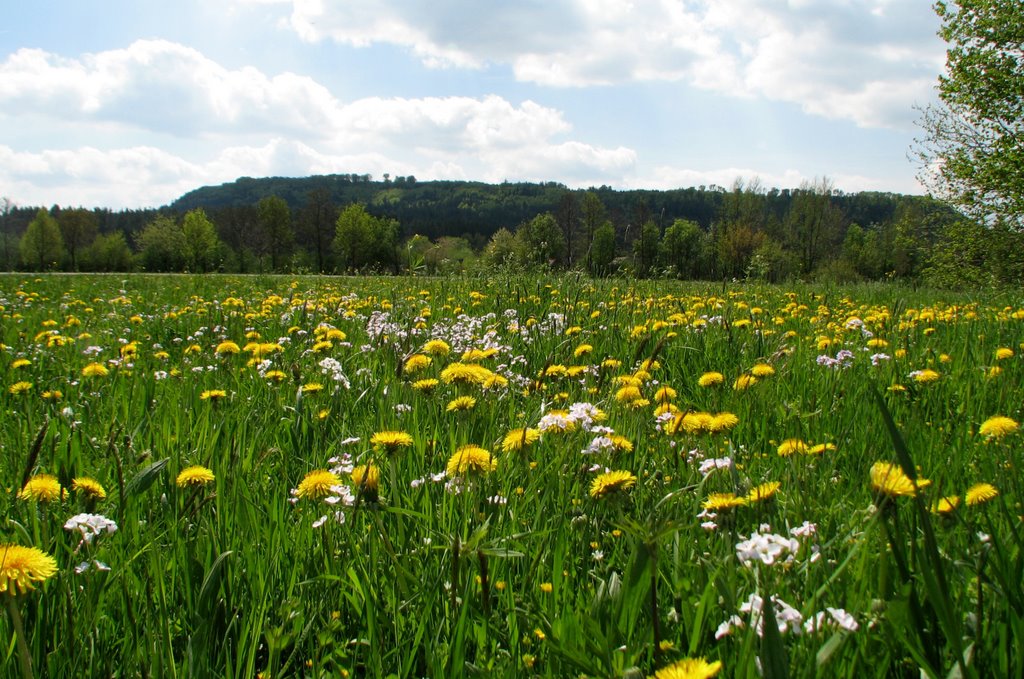 Neumarkt, Buchberg (Zeugenberg) by gerhardknoe