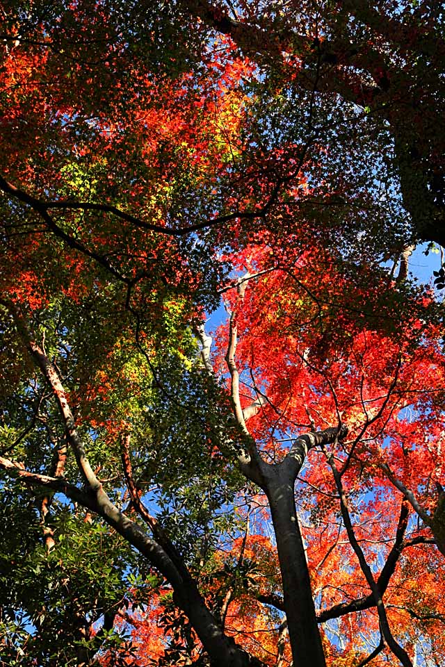 Colored leaves near Nagoe-kiridoshi Pass by nutakku