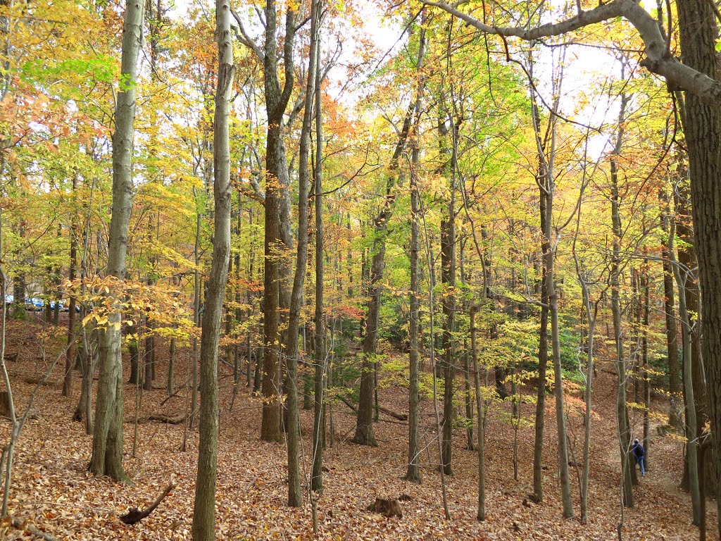 Fall color by perkins4